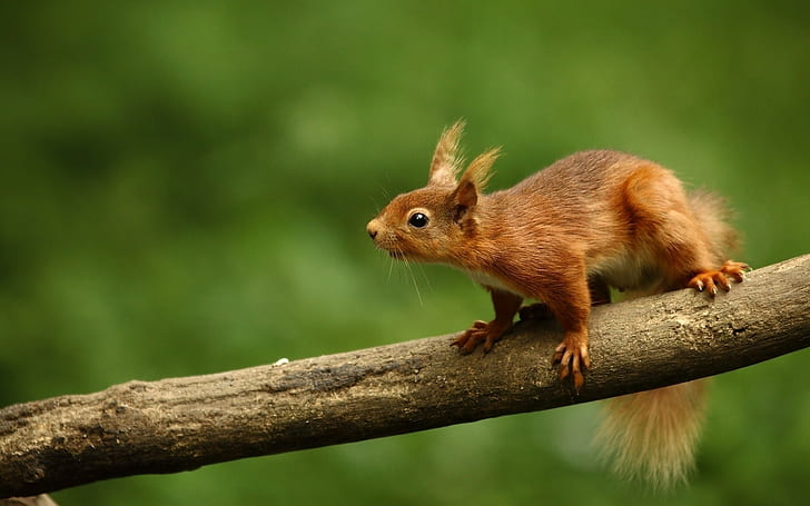 Squirrel, Branch, Climb, Animal, Blur, HD wallpaper