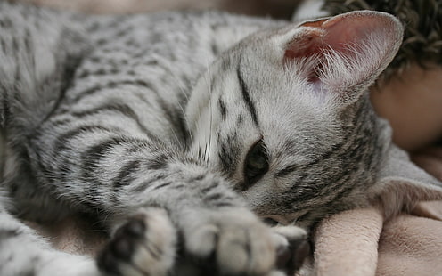 Застенчивый египетский кот Мау, египетский кот Мау, милый, милый, HD обои HD wallpaper