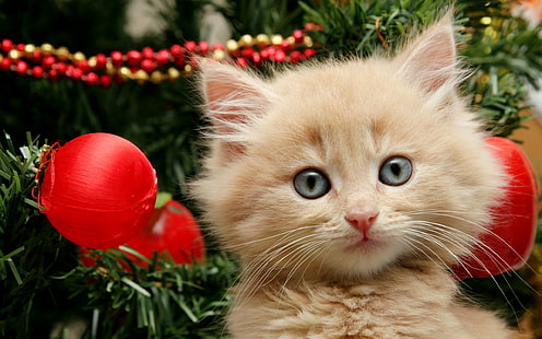 Cat Kitten HD, pomarańczowy pręgowany kotek, zwierzęta, kot, kotek, Tapety HD HD wallpaper
