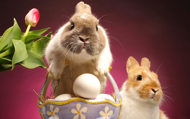 Animal, Rabbit, Cute, Easter, Egg, HD wallpaper