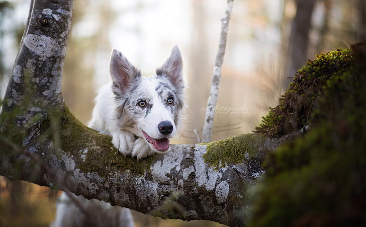 สุนัขสัตว์ต้นไม้ธรรมชาติ, วอลล์เปเปอร์ HD