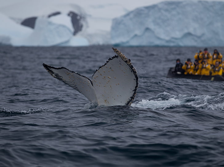 Humpback Whale Tail Slaps, whale fluke, Travel, Antarctica, Peninsula, Humpback, Whale, Cove, antarctic, antarcticpeninsula, bultrug, cierva, ciervacove, expeditions, fluke, humpbackfluke, humpbackwhale, quark, quarkexpeditions, staart, HD wallpaper