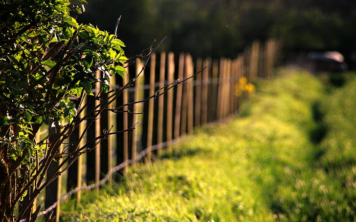 greens, grass, leaves, the sun, macro, trees, branches, nature, background, tree, the fence, blur, fence, meadow, day, widescreen, bokeh, full screen, s, HD wallpaper