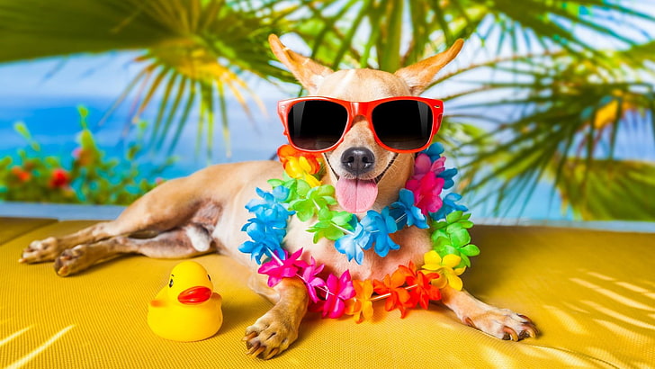 cachorro, engraçado, óculos de sol, pato de borracha, verão, focinho, diversão, férias, HD papel de parede