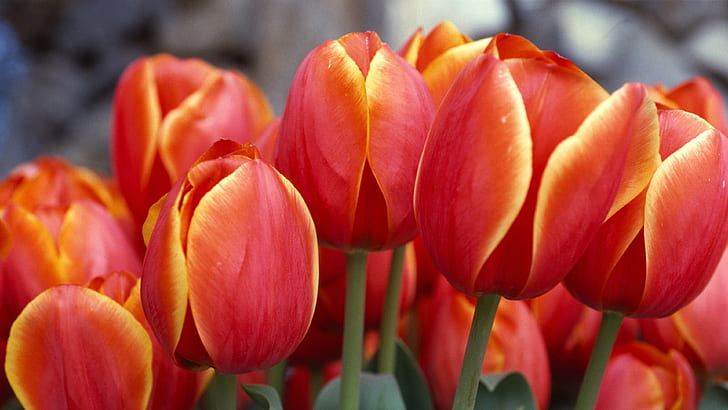 red tulips 4k pc backgrounds hd, HD wallpaper