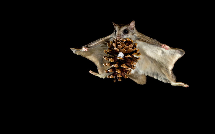 gray bat and brown pinecone, flight, night, protein, bump, flying squirrel, HD wallpaper