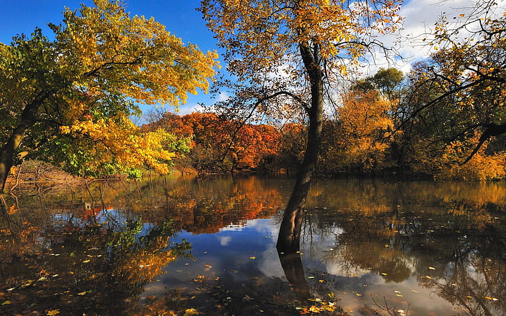 Природа есенни дървета езеро, природа, есен, дървета, езеро, HD тапет