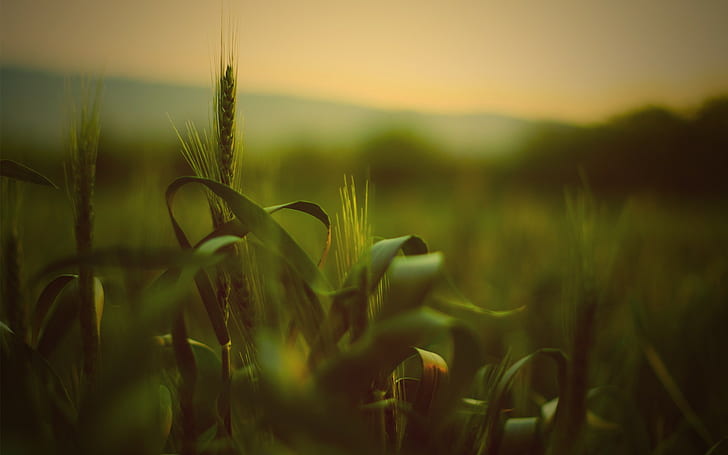 wheat, spikelets, nature, depth of field, macro, plants, HD wallpaper