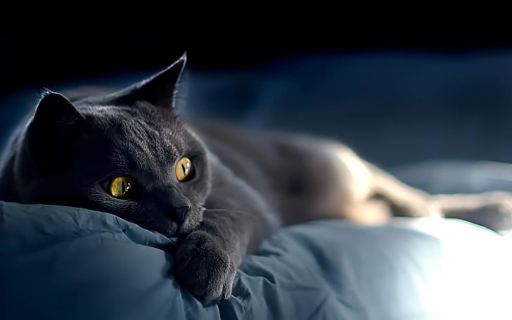 acostado, descanso, gato, negro, Fond d'écran HD