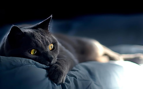 acostado, descanso, gato, negro, Tapety HD HD wallpaper