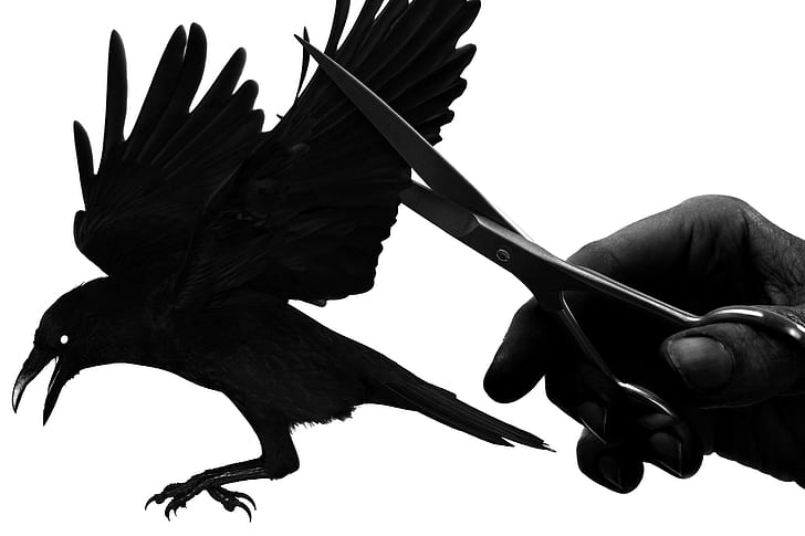 raven, hand, black, bird, wings, black crow illustration;stainless steel scissors, raven, hand, black, bird, wings, HD wallpaper