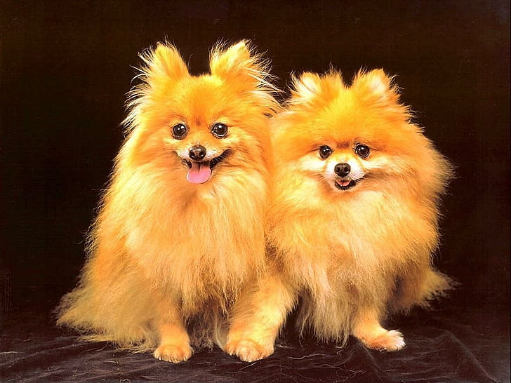 Animals, Dogs, Hairy, Lovely, Yellow Fur, two tan pomeranians, animals, dogs, hairy, lovely, yellow fur, HD wallpaper