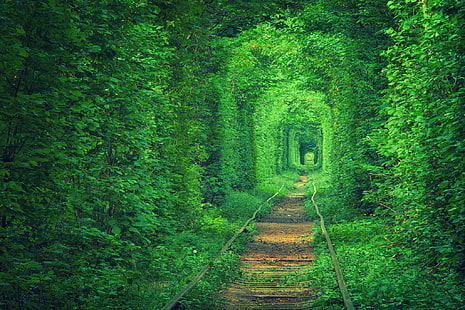 รถไฟทางรถไฟระหว่างต้นไม้สีเขียว, ธรรมชาติ, ยูเครน, รางรถราง, ถนนรถไฟ, อุโมงค์รัก, ต้นไม้ใบไม้, วอลล์เปเปอร์ HD HD wallpaper
