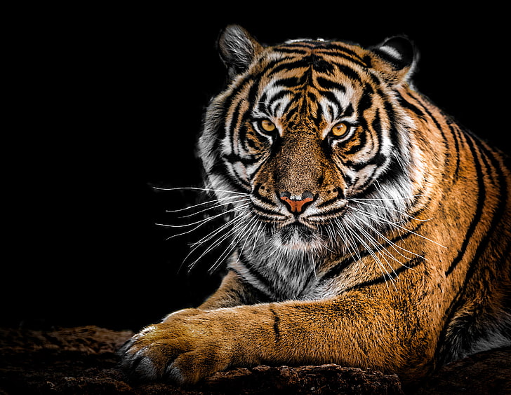 tigre, animais, hd, 4k, closeup, HD papel de parede