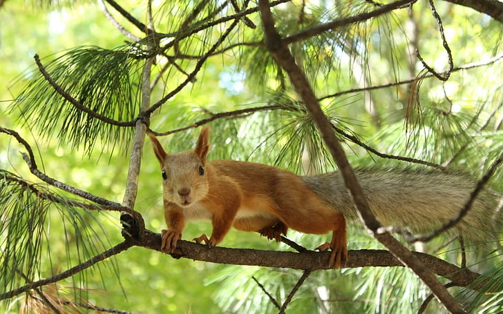 Tree squirrel, squirrel, HD wallpaper