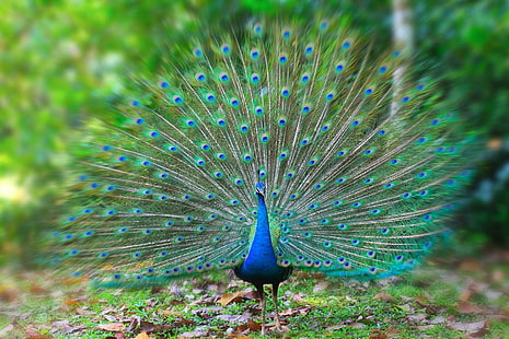 7, bird, Colorful, peacock, HD wallpaper HD wallpaper