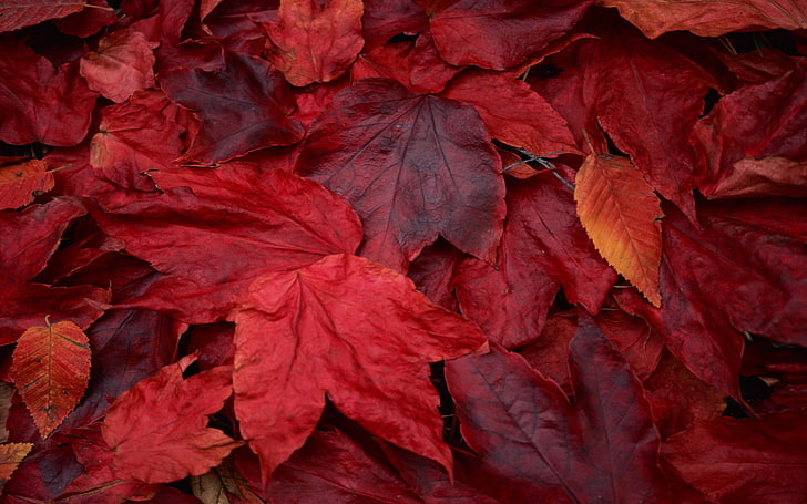 red maple leaves, fall, HD wallpaper