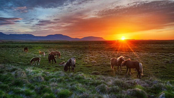 dzikie konie, zachód słońca, konie, pole, łąka, Tapety HD