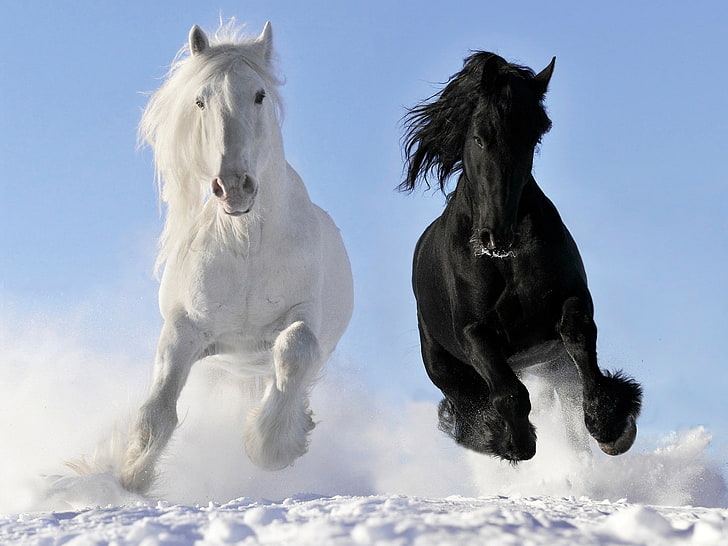 природа, конь, снег, черный, голубой, ясное небо, белый, HD обои