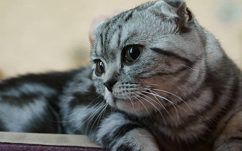 Скоттиш фолд Китти, шотландская вислоухая кошка, милая, маленькая, HD обои HD wallpaper