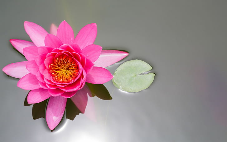 Leaf lily top view, pink water lily, branches, lotus, pink, pond, leaf, lily, water lily, top view, HD wallpaper