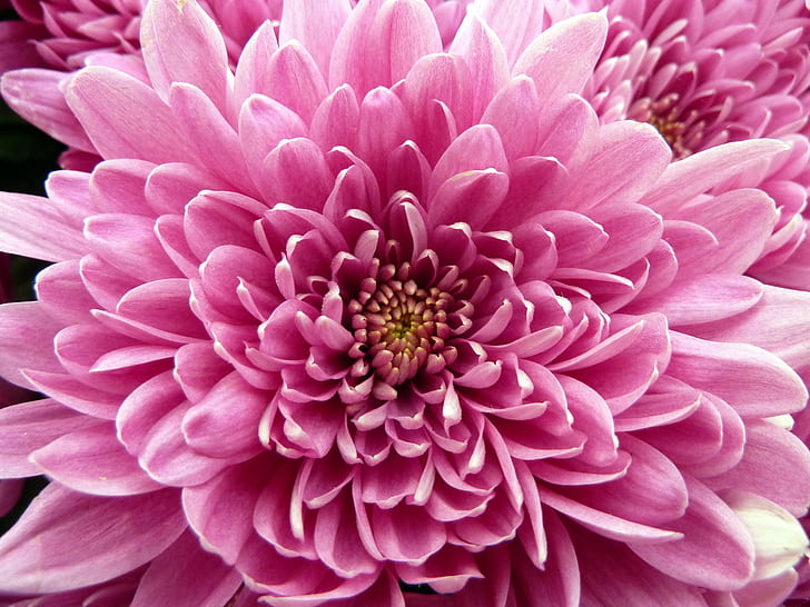 shallow focus photograph of pink flower, chrysanthemum, chrysanthemum, Pink, Chrysanthemum, shallow focus, photograph, Hampton Court Flower Show, Panasonic, nature, plant, flower, close-up, pink Color, petal, flower Head, dahlia, botany, HD wallpaper