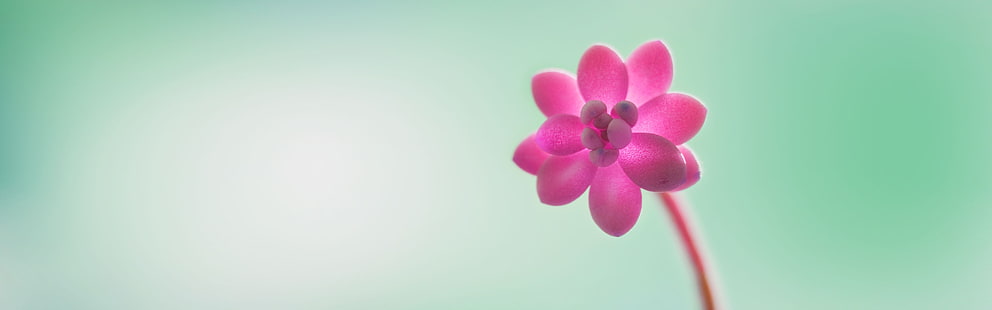 분홍색 꽃잎 꽃, 꽃, 다중 디스플레이, 자연, 분홍색 꽃, HD 배경 화면 HD wallpaper