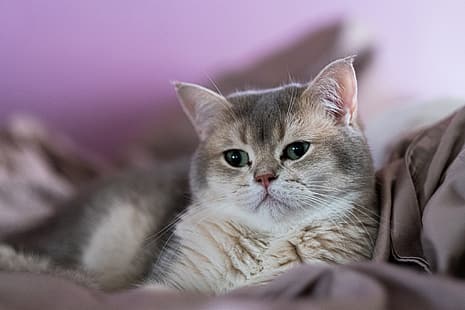 котка, поглед, муцуна, британска късокосместа, HD тапет HD wallpaper