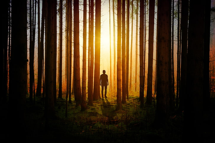 sylwetka człowieka, sylwetka, człowiek, las, drzewa, Tapety HD