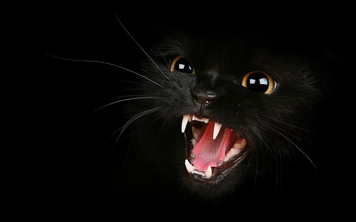 котка, зъби, очи, черен фон, HD тапет