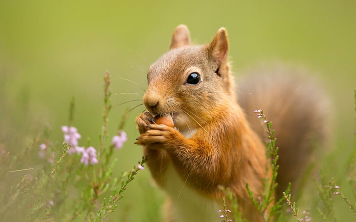 Animal, Squirrel, Close-Up, HD wallpaper