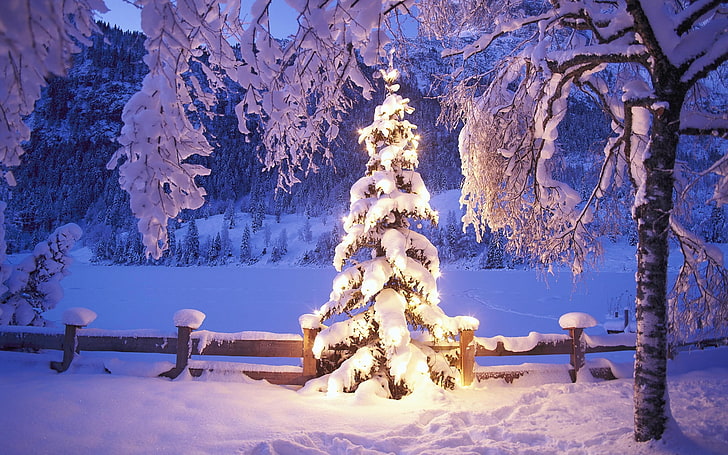 クリスマスクリスマスツリー雪に覆われたクリスマスツリー抽象写真HDアート、森林、クリスマス、ライト、山、クリスマスツリー、ふもとの小丘、 HDデスクトップの壁紙