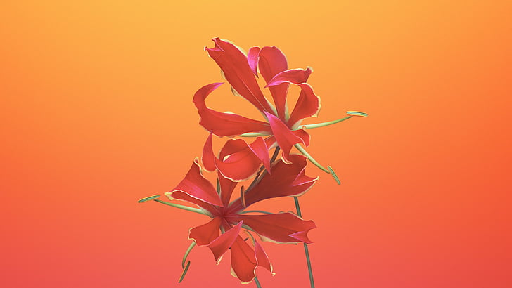 closeup photo of red petaled flower, iPhone X wallpapers, iPhone 8, iOS11, flower, retina, 4k, HD, WWDC 2017, HD wallpaper