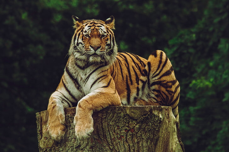 бенгальский тигр, амурский тигр, тигр, хищник, большая кошка, HD обои