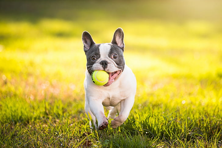 Französische Bulldogge mit Ball, Ball, Hund, Bulldogge, französische Bulldogge, HD-Hintergrundbild