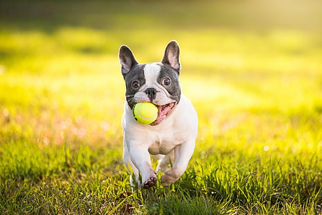Французский бульдог с мячом, мяч, собака, бульдог, французский бульдог, HD обои HD wallpaper