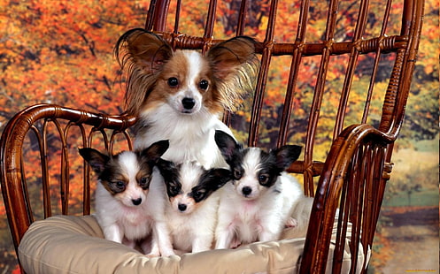 犬、パピヨン、犬、子犬、 HDデスクトップの壁紙 HD wallpaper