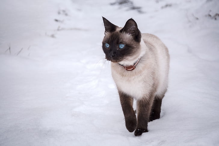 котка, сняг, сини очи, бяга, тайландската котка, HD тапет