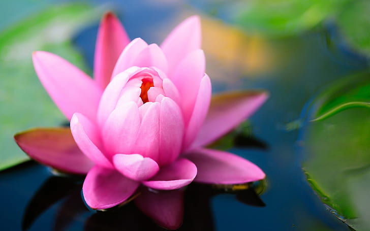 Pink Lotus Flower Green Leaves Water Reflection Desktop Wallpaper Hd For  Mobile Phones And Laptops 3840×2400, HD wallpaper | Wallpaperbetter