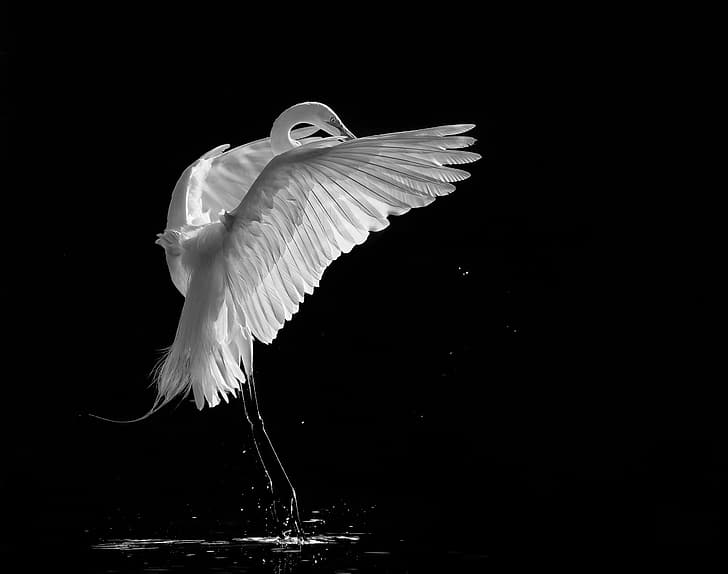 background, black, bird, white, Heron, crane, black and white photo, HD wallpaper