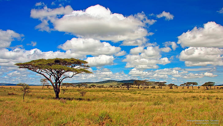 세렝게티 국립 공원, 탄자니아, 아프리카, HD 배경 화면