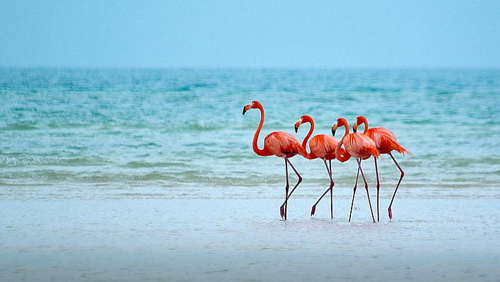 Birds, Flamingo, Animal, Beach, Bird, Horizon, Ocean, Sea, HD wallpaper