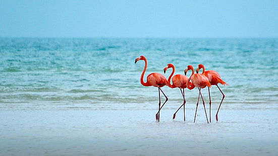 Birds, Flamingo, Animal, Beach, Bird, Horizon, Ocean, Sea, HD wallpaper HD wallpaper