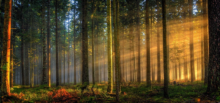 кафява и черна дървена ограда, природа, пейзаж, гора, слънчеви лъчи, Германия, дървета, мъгла, трева, слънчева светлина, сутрин, HD тапет