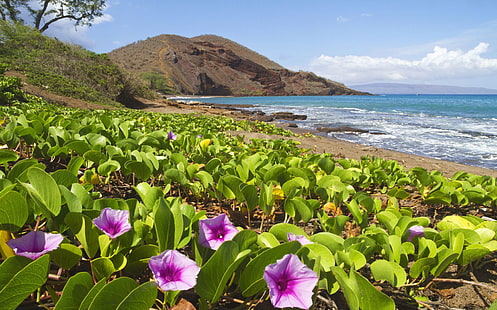 Hawaii Coast Flowers Sandy Beach Rocky Hills Ocean Waves Blue Sky Desktop Hd Wallpaper For Mobile Phones Tablet And Pc 3840 × 2400, Fond d'écran HD HD wallpaper