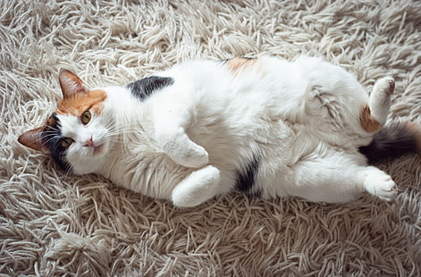 Calico Cat, vit och svart katt, Djur, husdjur, katter, mage, calico, HD tapet HD wallpaper