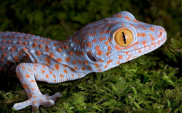 gecko naranja y gris, animales, naturaleza, gecko, ojos amarillos, piel, macro, reptiles, Fondo de pantalla HD