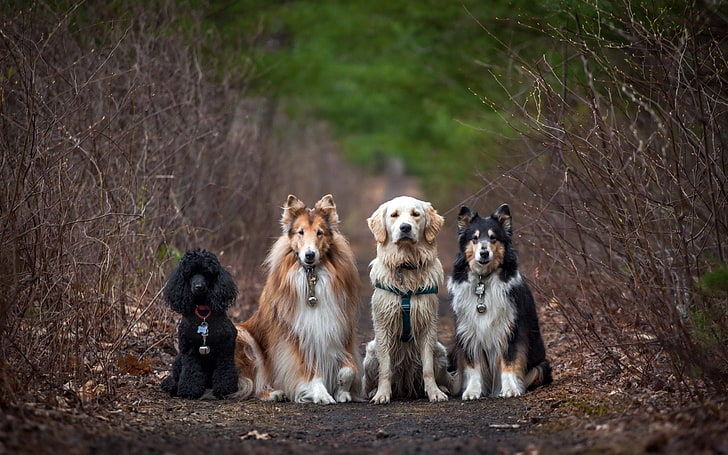 สุนัข, สุนัข, สัตว์, โกลเด้นรีทรีฟเวอร์, พุดเดิ้ล, คอลลี่หยาบ, วอลล์เปเปอร์ HD