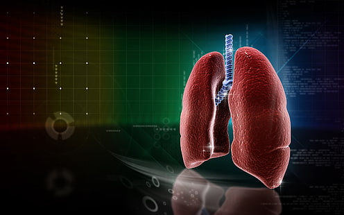 medicina, pulmones, anatomía, Fondo de pantalla HD HD wallpaper