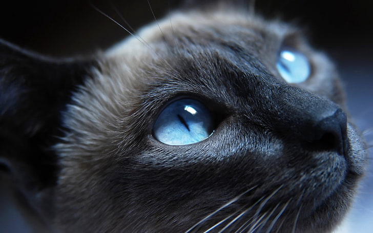 Himalaya katt, katt, siameser, blå ögon, munkorg, vacker, närbild, HD tapet